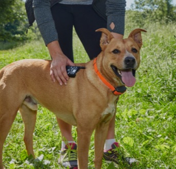 Electronic Dog Training Collars